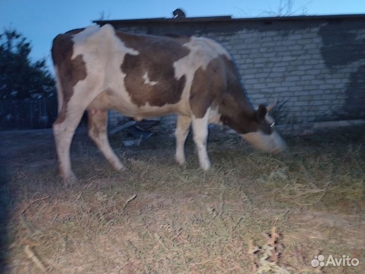 Стельная молочная корова