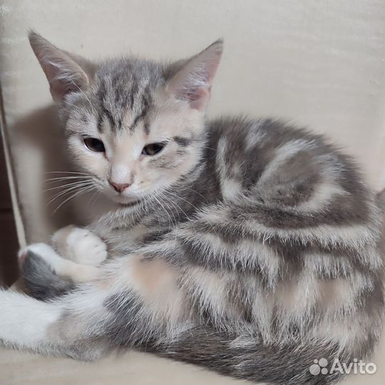 Британские котята) готовы к переезду)