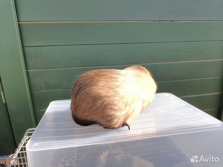 Морская свинка - самец калифорния