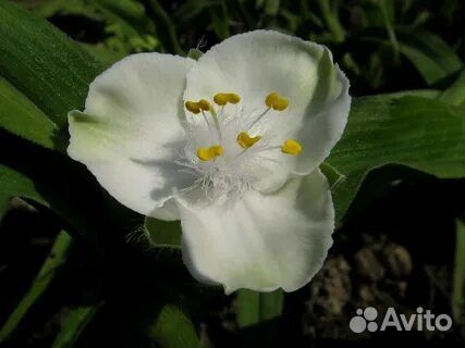 Традесканция садовая белая