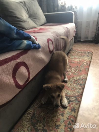 Отдам бесплатно в добрые руки