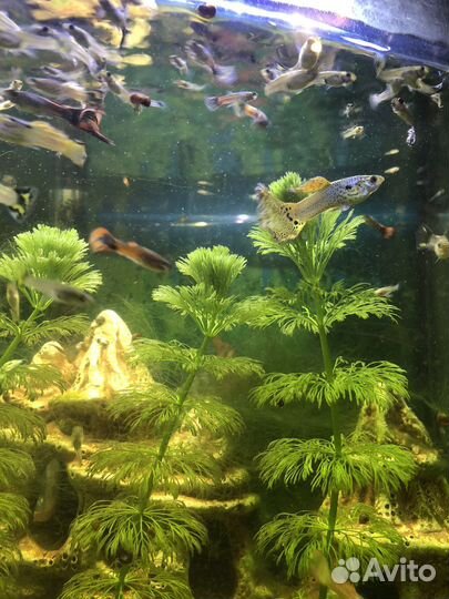 Аквариумные рыбки