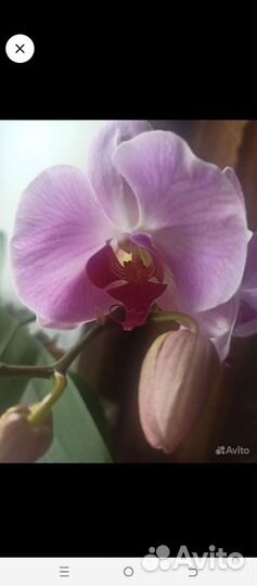 Орхидея