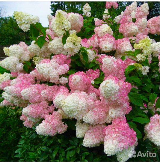 Гортензия саженцы