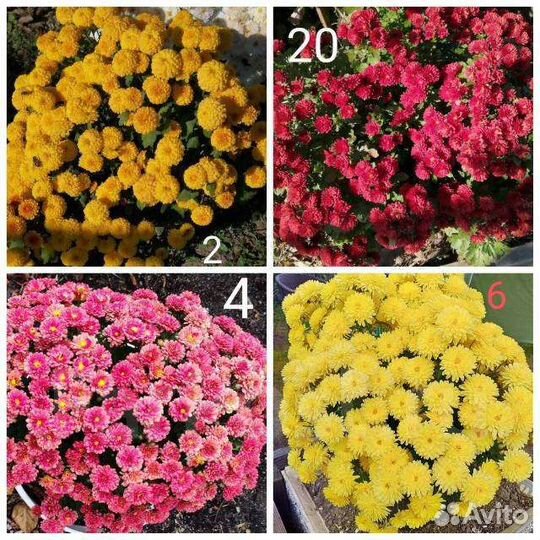 Хризантемы разные
