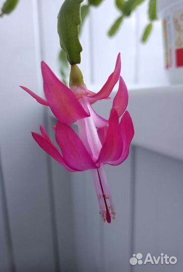 Декабрист шлюмбергера(рождественник)