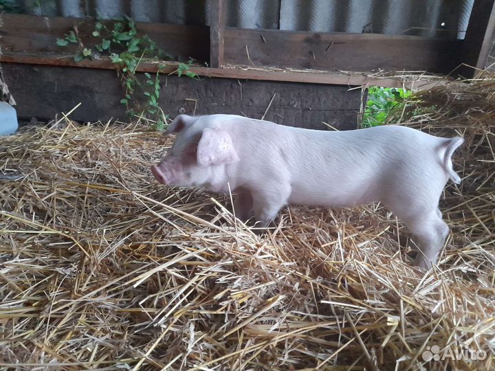 Продам поросят