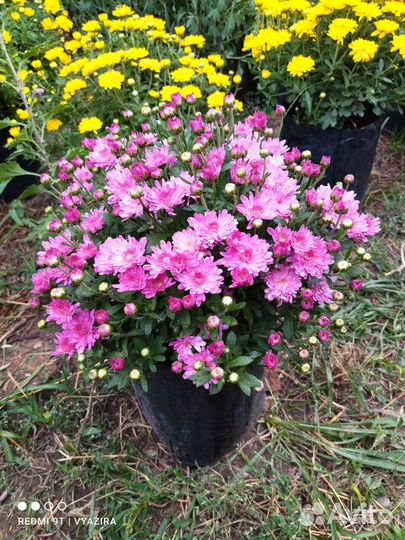 Хризантемы мультифлора, корейская