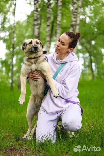 Заберу собаку из приюта