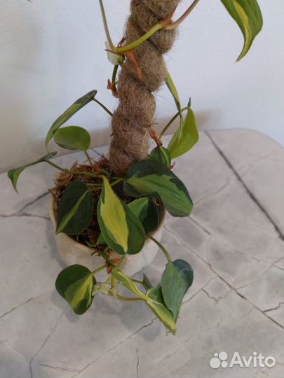 Филодендрон сканденс бразил