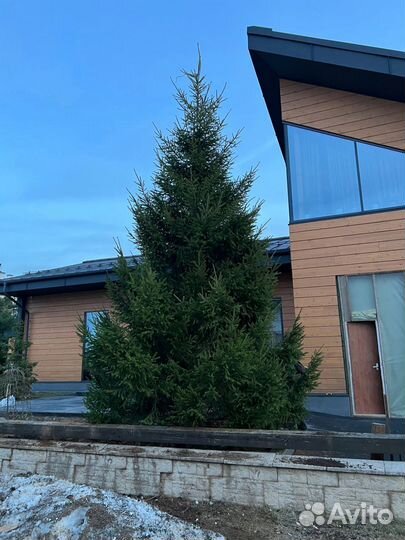 Саженцы ели из питомника