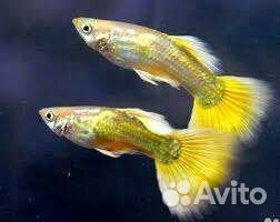 Есть новые рыбки