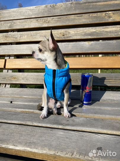 Куртка для собак мелких пород