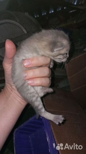 Отдам котят