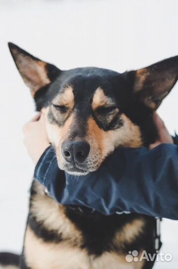 Бони ищет дом