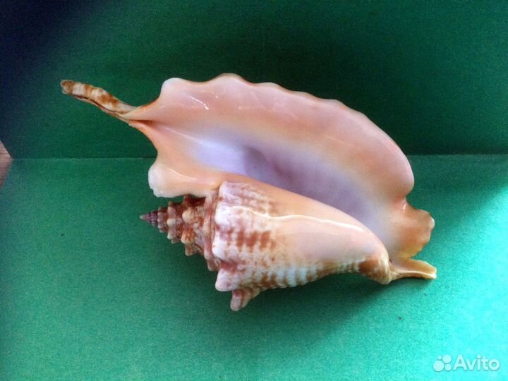 Морская раковина Strombus gallus 131 mm