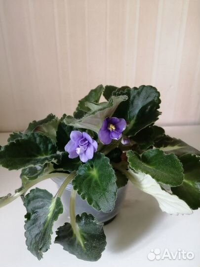 Продаю фиалки