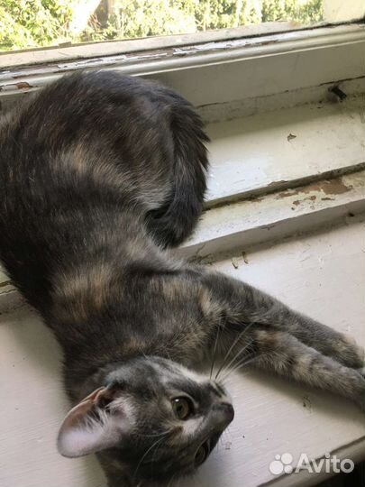 Кошка