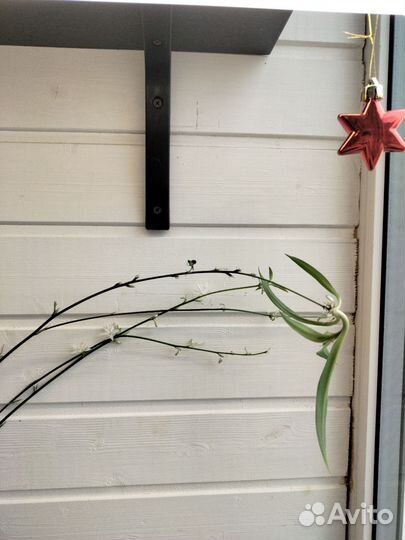 Хлорофитум зеленый