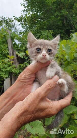 Мини-котёнок в поисках дома