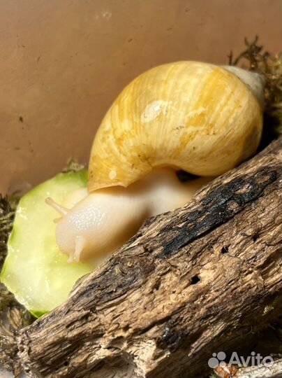 Улитки Ахатины, 2 подружки (Альбино+обычная)