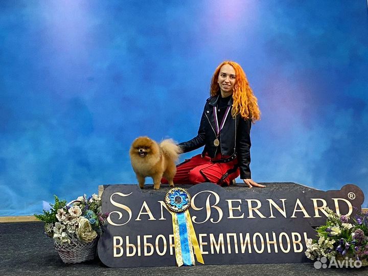 Стрижка собак и кошек в салоне