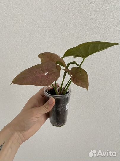 Сингониумы сортовые