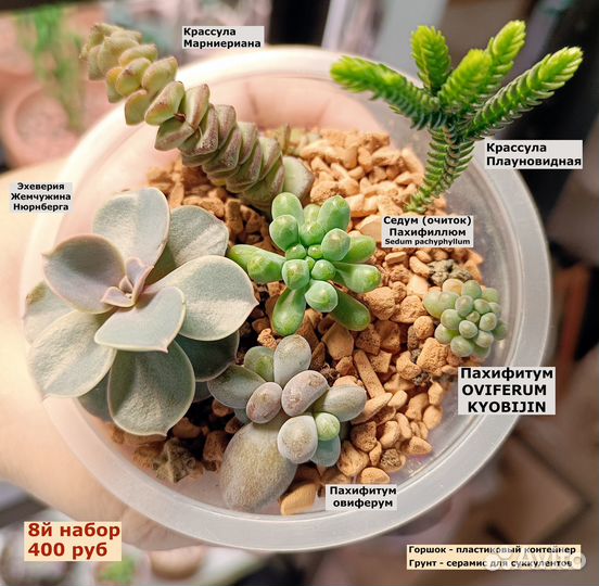 Суккуленты (наборы укорененных деток в стаканчика)