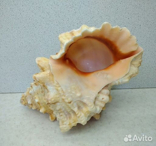 Бурса Лиссостома 15,6