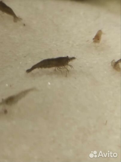 Аквариумные креветки, улитка мелания