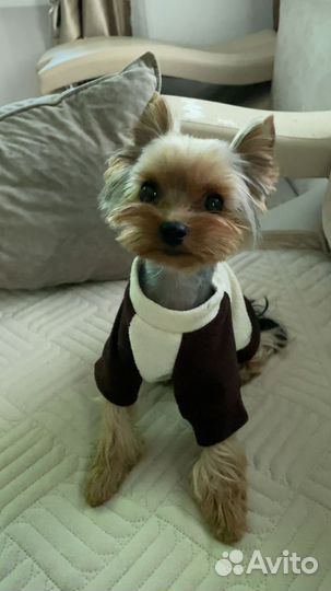 Йоркширский терьер мини вязка мальчик