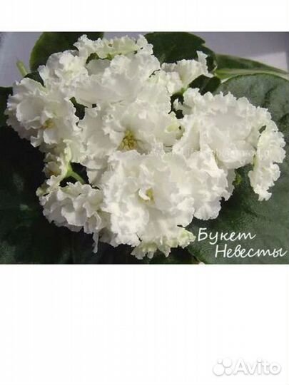 Сортовые фиалки(листики)