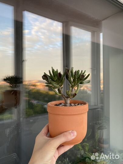 Крассула хоббит взрослое