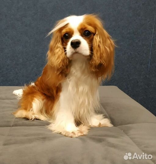 Девочка Кавалер Кинг Чарльз спаниель