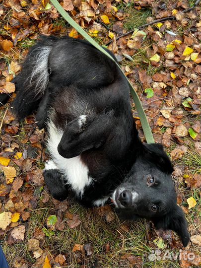 Молодой пёсик Валера