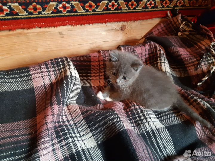 Котята
