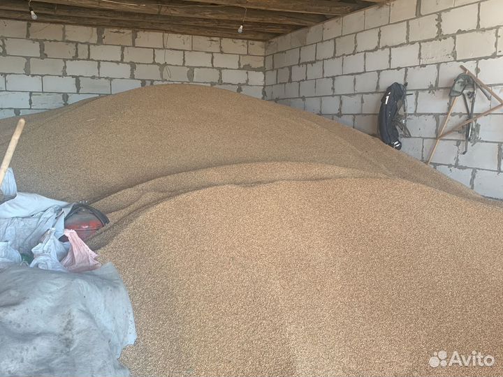 Пшеница ячмень овес