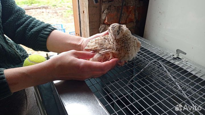 Перепела Техас Феникс Фараон