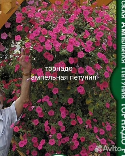 Рассада петунии