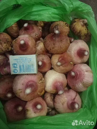 Гладиолусы луковицы