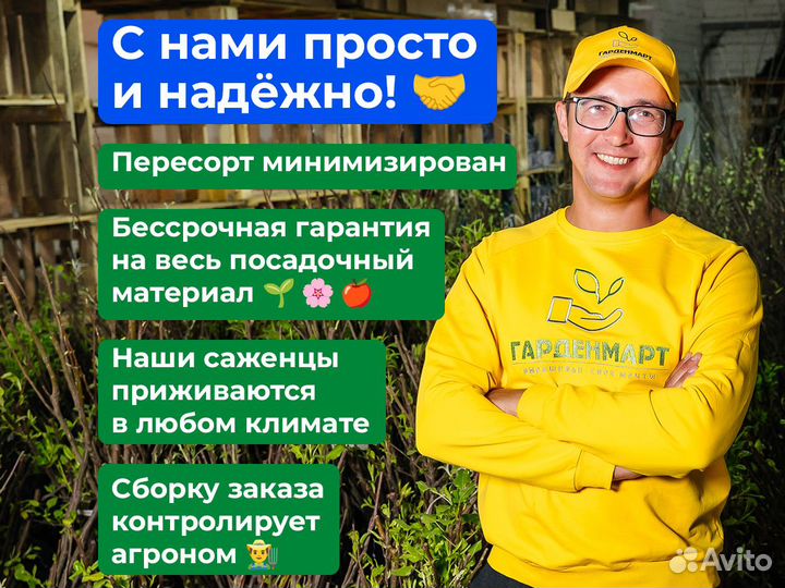 Саженцы колоновидной яблони оптом