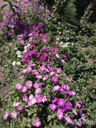 Рассада петунии