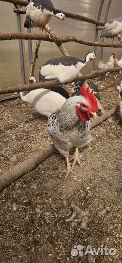 Петухи породы доминант и другие