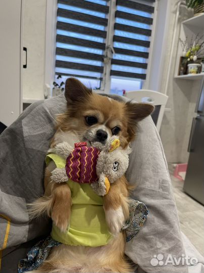 Выгул собак