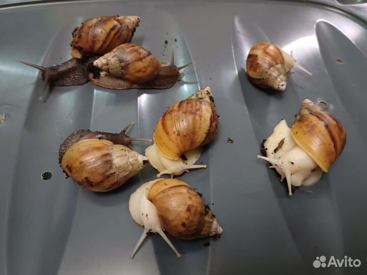 Улитки ахатины