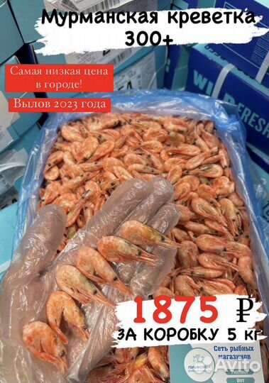 Мурманская креветка 300+
