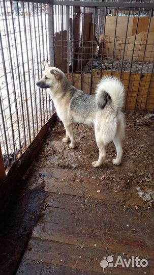 Две сестренки