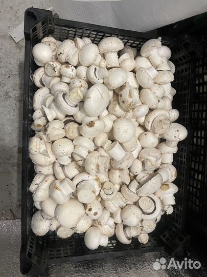 Грибы шампиньоны 2 сорт