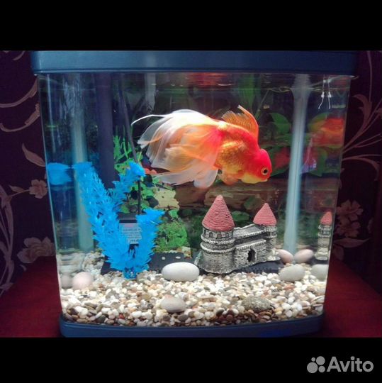 Аквариум jebo