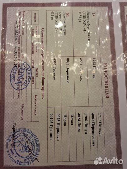 Кобылка русский тяжеловоз